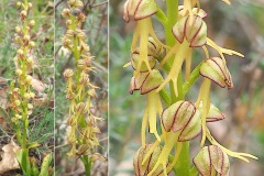 Orchis-homme-pendu