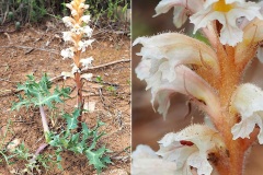 Orobanche-du-panicaut