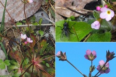 Androsace-de-Chaix