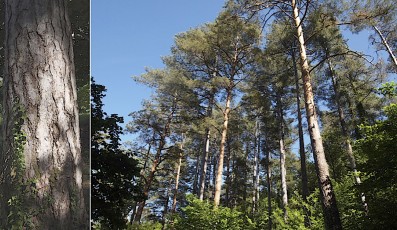0017-Pinacees-Pinus-nigra-subsp.-salzmannii-Pin-de-Salzmann-T1