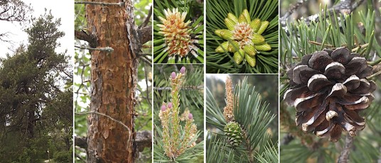 0020-Pinacees-Pinus-sylvestris-Pin-sylvestre-T1