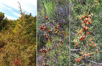 Cupressacees-Juniperus-phoenicea-subsp.-phoenica-Genevrier-de-Phenicie-T1