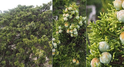Cupressacees-Juniperus-phoenica-subsp.-turbinata-Genevrier-de-mer-T1