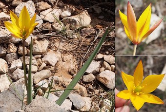 Liliacees-Tulipa-sylvestris-subsp.-australis-Tulipe-australe-T1
