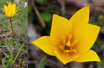 Liliacees-Tulipa-sylvestris-subsp.-sylvestris-Tulipe-des-bois-T1