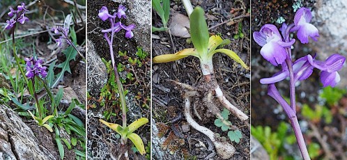 Orchidacees-Anacamptis-champagneuxii-Orchis-de-Champagneux-T1