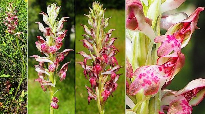 Orchidacees-Anacamptis-fragrans-Orchis-a-odeur-de-vanille-T1