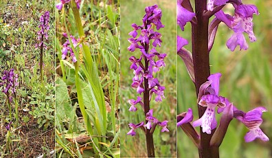 Orchidacees-Anacamptis-morio-subsp.-morio-Orchis-bouffon-T1