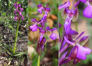 Orchidacees-Anacamptis-morio-subsp.-picta-Orchis-peint-T1