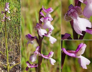 Orchidacees-Anacamptis-morio-subsp.-picta-Orchis-peint-forme-claire-T1