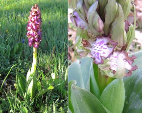 Orchidacees-Barlia-robertiana-Barlie-de-Robert-var.-rose-T1