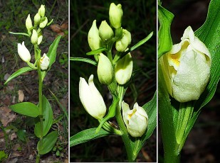 Orchidacees-Cephalanthera-damasonium-Cephalanthere-de-Damas-T1