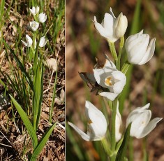 Orchidacees-Cephalanthera-longifolia-Cephalanthere-a-feuilles-en-epee-T1
