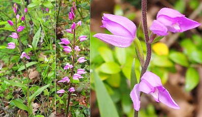 0061-Orchidacees-Cephalanthera-rubra-Cephalanthere-rouge-T1