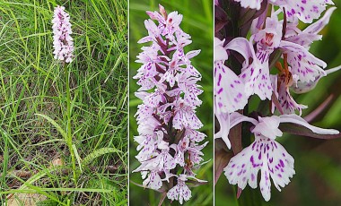 0063-Orchidacees-Dactylorhiza-fuchsii-Dactylorhize-de-Fuchs-var.-blanche-T1