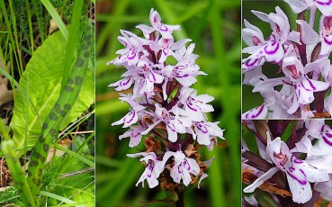 0064-Orchidacees-Dactylorhiza-fuchsii-hypochrome-Dactylorhize-de-Fuchs-var.-hypochrome-T1