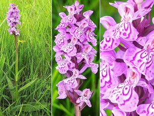 Orchidacees-Dactylorhiza-maculata-Dactylorhize-tachete-T1