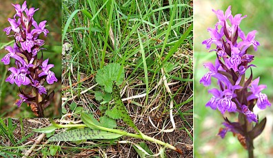 0066-Orchidacees-Dactylorhiza-majalis-Orchis-de-mai-T1