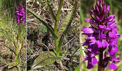 Orchidacees-Dactylorhiza-majalis-Orchis-de-mai-hyperchrome-T1