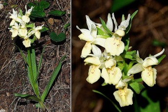 0068-Orchidacees-Dactylorhiza-sambucina-Orchis-sureau-var.-creme-T1