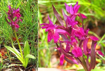Orchidacees-Dactylorhiza-sambucina-Orchis-sureau-var.-rouge-T1