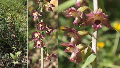 0070-Orchidacees-Epipactis-helleborine-subsp.-helleborine-Epipactis-a-larges-feuilles-var.-rouge-T1