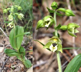 0071-Orchidacees-Epipactis-helleborine-subsp.-helleborine-Epipactis-a-larges-feuilles-var.-verte-T1