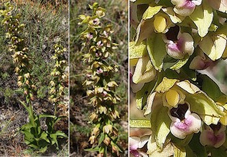Orchidacees-Epipactis-helleborine-subsp.-tremoisii-Epipactis-de-Tremois-T1