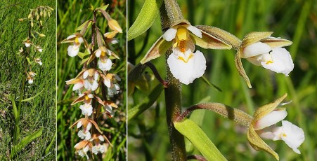 0074-Orchidacees-Epipactis-palustris-Epipactis-des-marais-T1