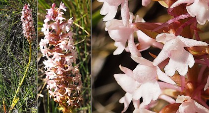 Orchidacees-Gymnadenia-conopsea-Orchis-moustique-T1
