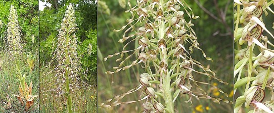 0077-Orchidacees-Himantoglossum-hircinum-Orchis-bouc-T1