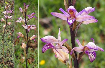Orchidacees-Limodorum-avortivum-Limodore-a-feuilles-avortees-T1