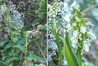 0079-Orchidacees-Neotinea-maculata-Orchis-macule-T1