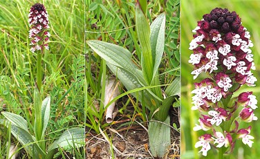 0080-Orchidacees-Neotinea-ustulata-Orchis-brule-T1