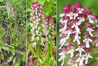 0081-Orchidacees-Neotinea-ustulata-lusus-Orchis-brule-deforme-T1