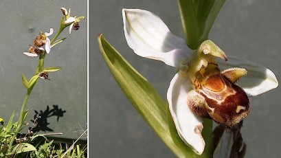 Orchidacees-Ophrys-apifera-var.-apifera-Ophrys-abeille-var.-blanche-T1