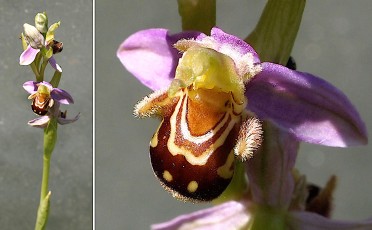 Orchidacees-Ophrys-apifera-var.-apifera-Ophrys-abeille-var.-mauve-T1