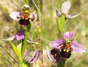 Orchidacees-Ophrys-apifera-var.-aurita-Ophrys-abeille-a-longs-petales-T1