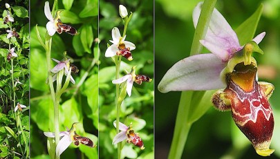 Orchidacees-Ophrys-corbariensis-Ophrys-des-Corbieres-T1