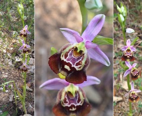 Orchidacees-Ophrys-montis-aviarii-Ophrys-du-Mont-des-Oiseaux