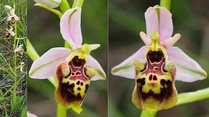 Orchidacees-Ophrys-druentica-Ophrys-de-la-Durance-T1