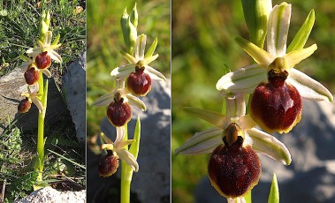 Orchidacees-Ophrys-exaltata-Ophrys-eleve-T1
