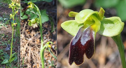 0091-Orchidacees-Ophrys-lupercalis-Ophrys-sombre-T1