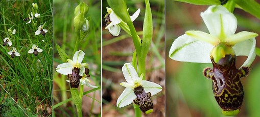 Orchidacees-Ophrys-philippi-Ophrys-du-Gapeau-ou-de-Philippe-T1