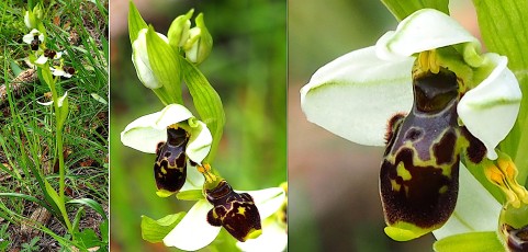 0094-Orchidacees-Ophrys-meunes-Ophrys-de-Meounes-T1
