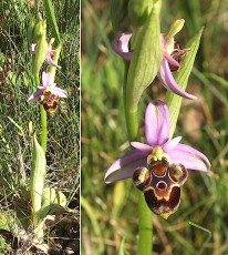 0095-Orchidacees-Ophrys-picta-Ophrys-peint-T1