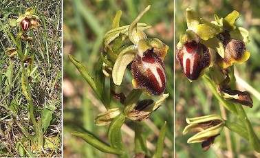 0096-Orchidacees-Ophrys-provincialis-Ophrys-de-Provence-T1