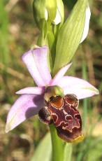 Orchidacees-Ophrys-pseudoscolopax-Ophrys-fausse-becasse-T1