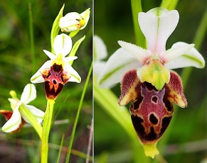 0099-Orchidacees-Ophrys-scolopax-Ophrys-becasse-var.-blanche-T1