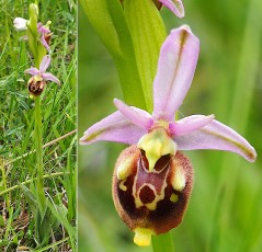 0100-Orchidacees-Ophrys-scolopax-Ophrys-becasse-var.-rose-T1